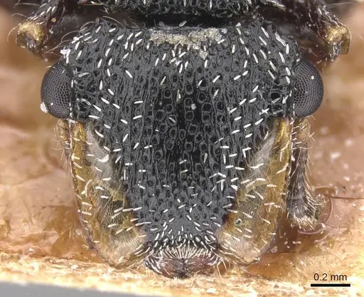 Cephalotes lanuginosus - CASENT0912607