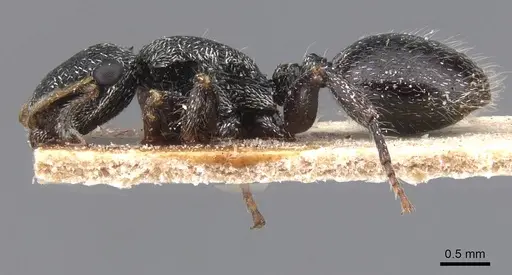 Cephalotes lanuginosus - CASENT0912607