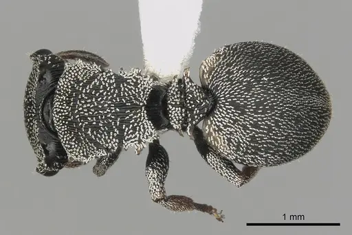 Cephalotes lenca specimen