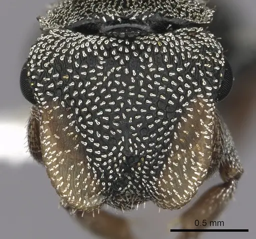 Cephalotes lenca specimen