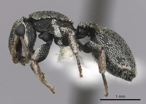 Cephalotes lenca specimen