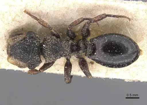 Cephalotes liogaster specimen