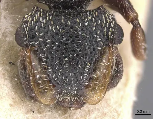 Cephalotes liogaster specimen