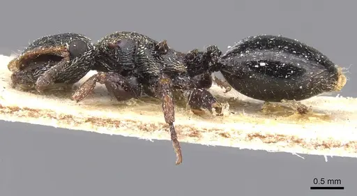 Cephalotes liogaster specimen