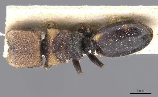 Cephalotes liogaster - CASENT0912604