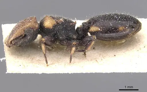 Cephalotes liogaster - CASENT0912604