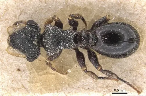 Cephalotes liogaster - CASENT0912605