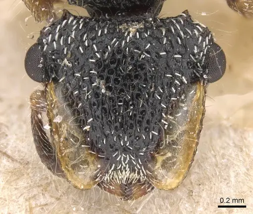 Cephalotes liogaster - CASENT0912605