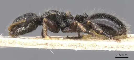 Cephalotes liogaster - CASENT0912605