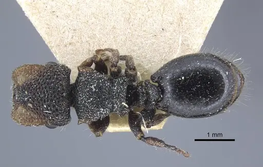 Cephalotes liogaster - CASENT0917087