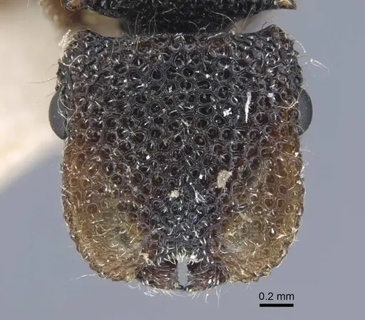 Cephalotes liogaster - CASENT0917087