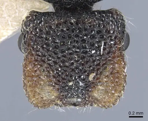 Cephalotes liogaster - CASENT0917087