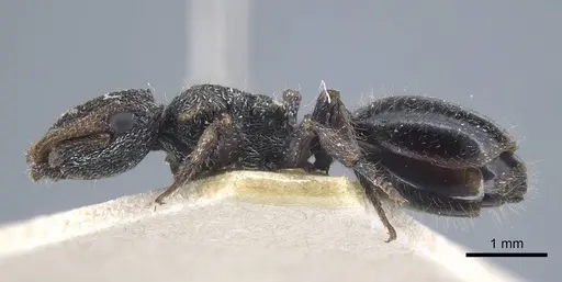 Cephalotes liogaster - CASENT0917087