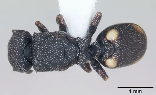 Cephalotes maculatus specimen