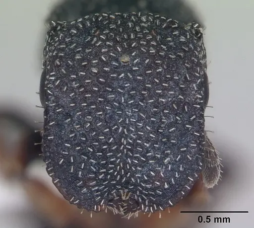 Cephalotes maculatus specimen