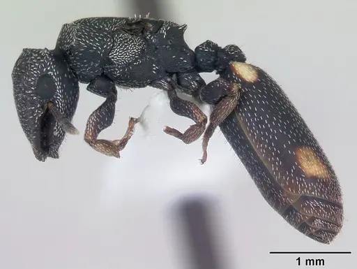 Cephalotes maculatus specimen
