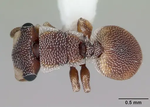 Cephalotes maculatus - CASENT0173688