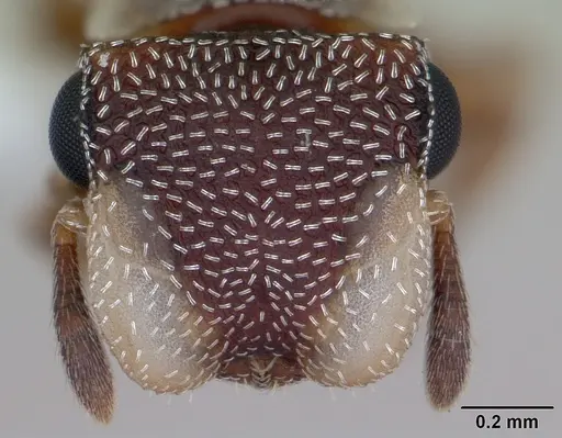 Cephalotes maculatus - CASENT0173688