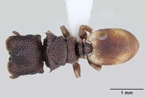 Cephalotes maculatus - CASENT0173689