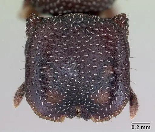 Cephalotes maculatus - CASENT0173689