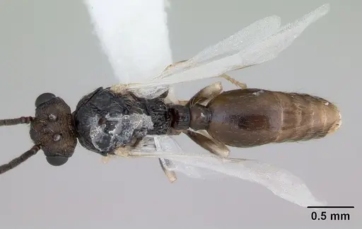 Cephalotes maculatus - CASENT0173690