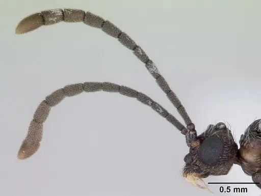 Cephalotes maculatus - CASENT0173690