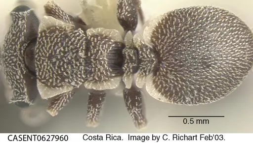 Cephalotes maculatus - CASENT0627960