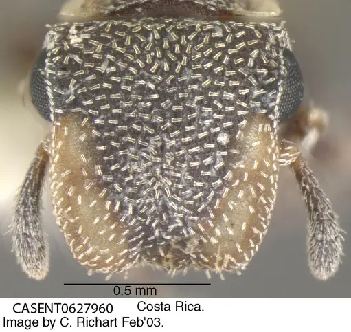 Cephalotes maculatus - CASENT0627960