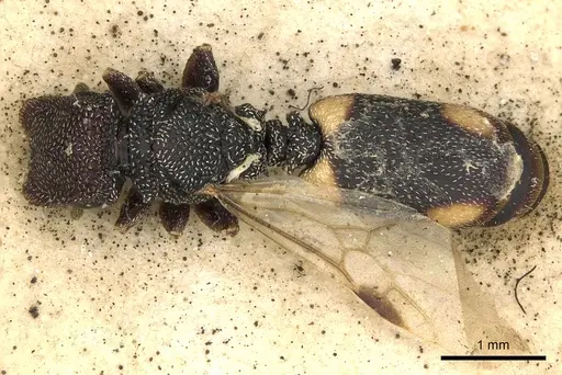 Cephalotes maculatus - CASENT0900235