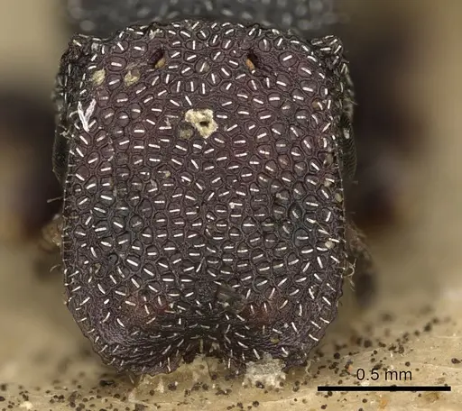 Cephalotes maculatus - CASENT0900235