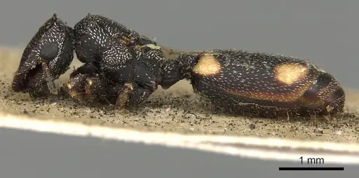 Cephalotes maculatus - CASENT0900235