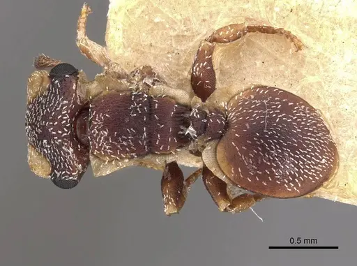 Cephalotes maculatus - CASENT0909295