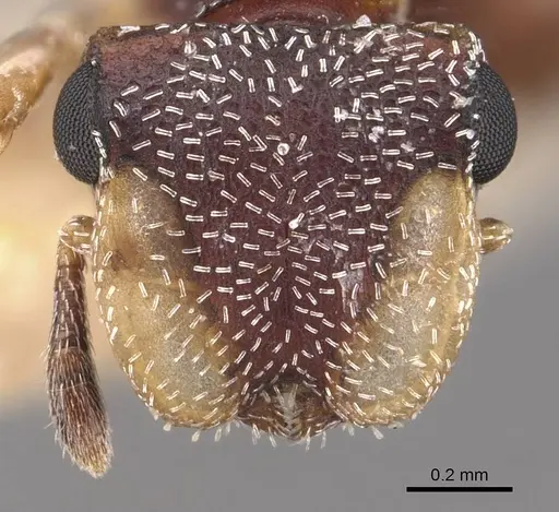 Cephalotes maculatus - CASENT0909295