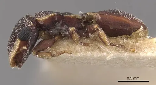 Cephalotes maculatus - CASENT0909295