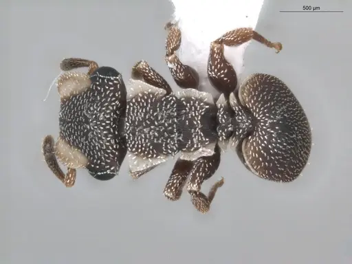 Cephalotes maculatus - ECOFOG-BUG-0393-03