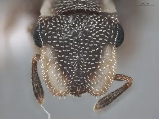 Cephalotes maculatus - ECOFOG-BUG-0393-03
