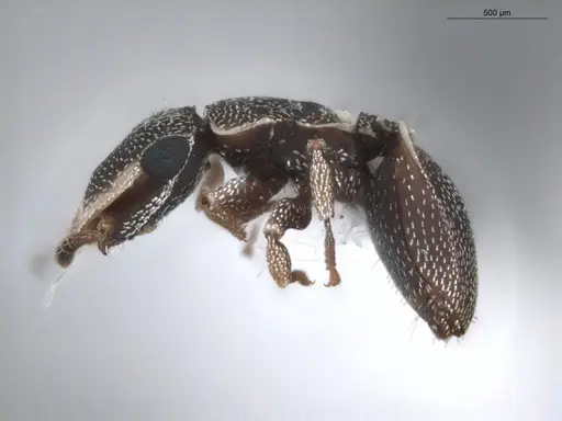 Cephalotes maculatus - ECOFOG-BUG-0393-03