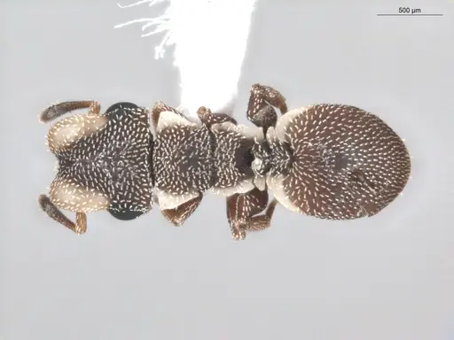 Cephalotes maculatus - ECOFOG-BUG-0418-02