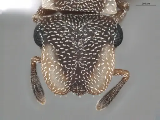 Cephalotes maculatus - ECOFOG-BUG-0418-02