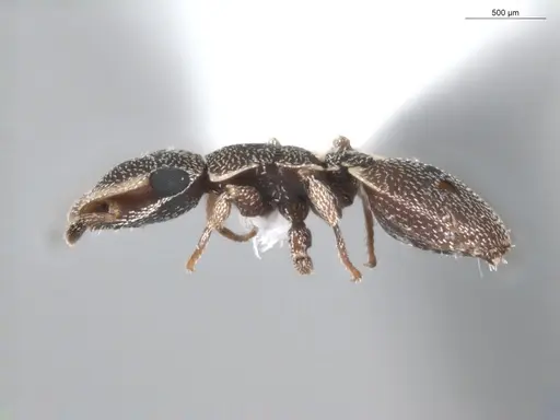 Cephalotes maculatus - ECOFOG-BUG-0418-02