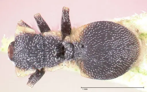 Cephalotes maculatus - FOCOL0665