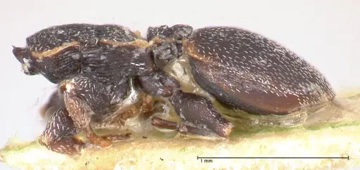 Cephalotes maculatus - FOCOL0665