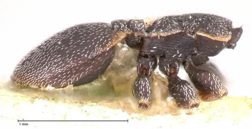 Cephalotes maculatus - FOCOL0665