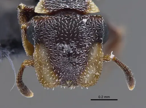 Cephalotes maculatus - IAVH-E-248283