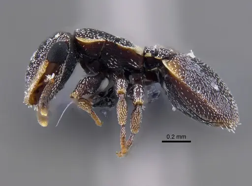 Cephalotes maculatus - IAVH-E-248283