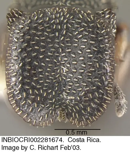 Cephalotes maculatus - INBIOCRI002281674
