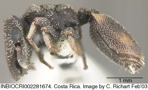 Cephalotes maculatus - INBIOCRI002281674