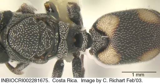 Cephalotes maculatus - INBIOCRI002281675