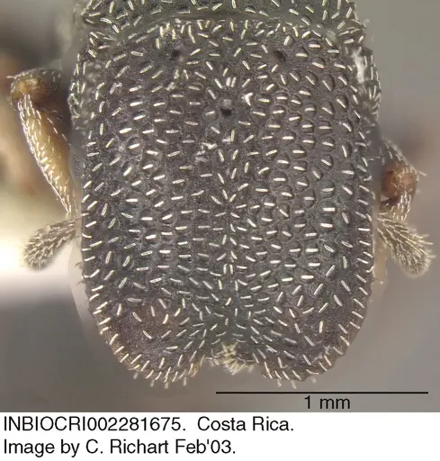 Cephalotes maculatus - INBIOCRI002281675
