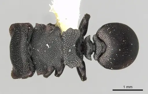Cephalotes manni specimen